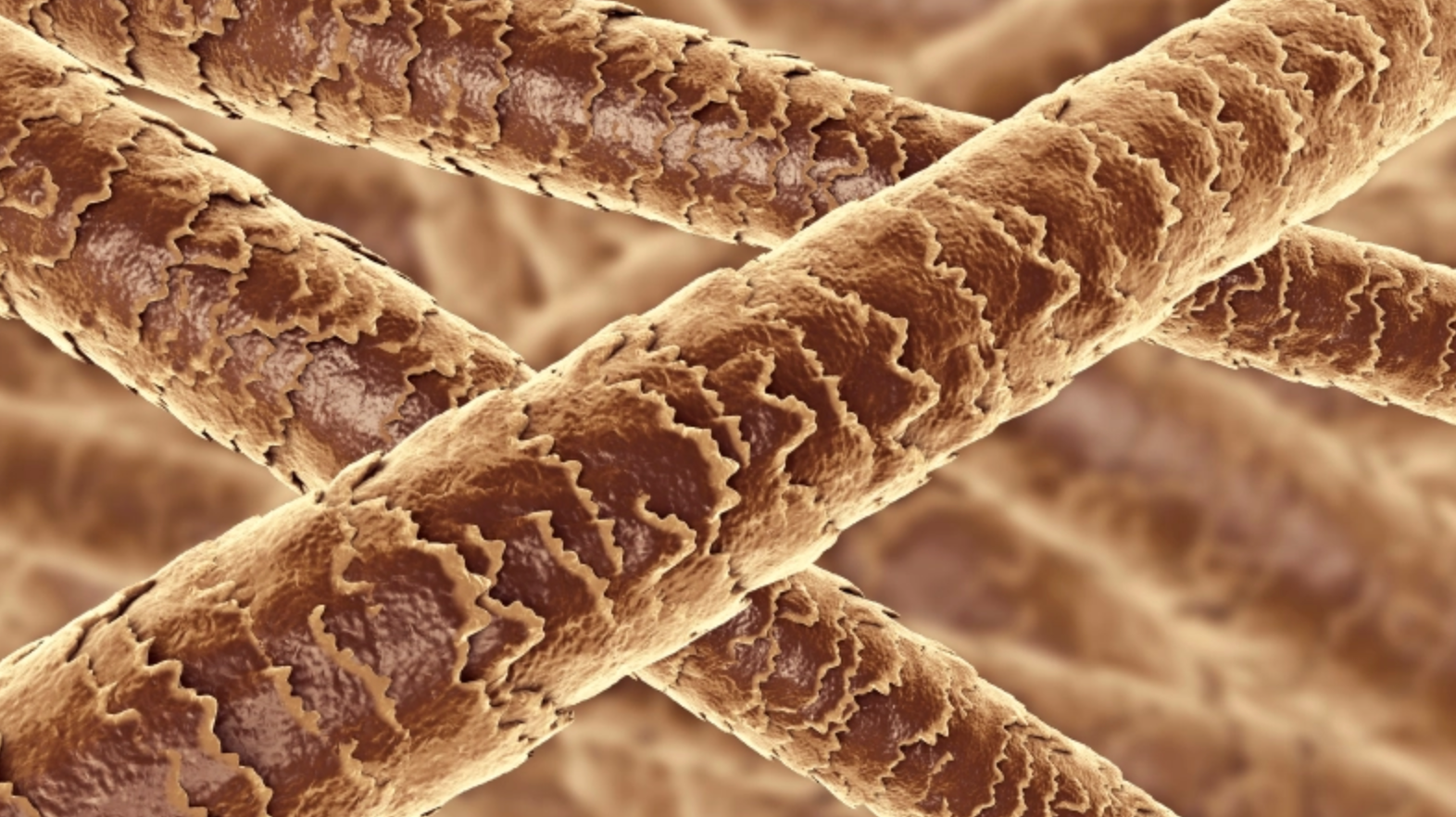 Exploring the Structure of Hair