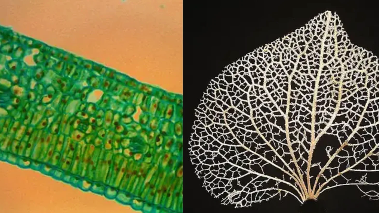 microscop examing leaf