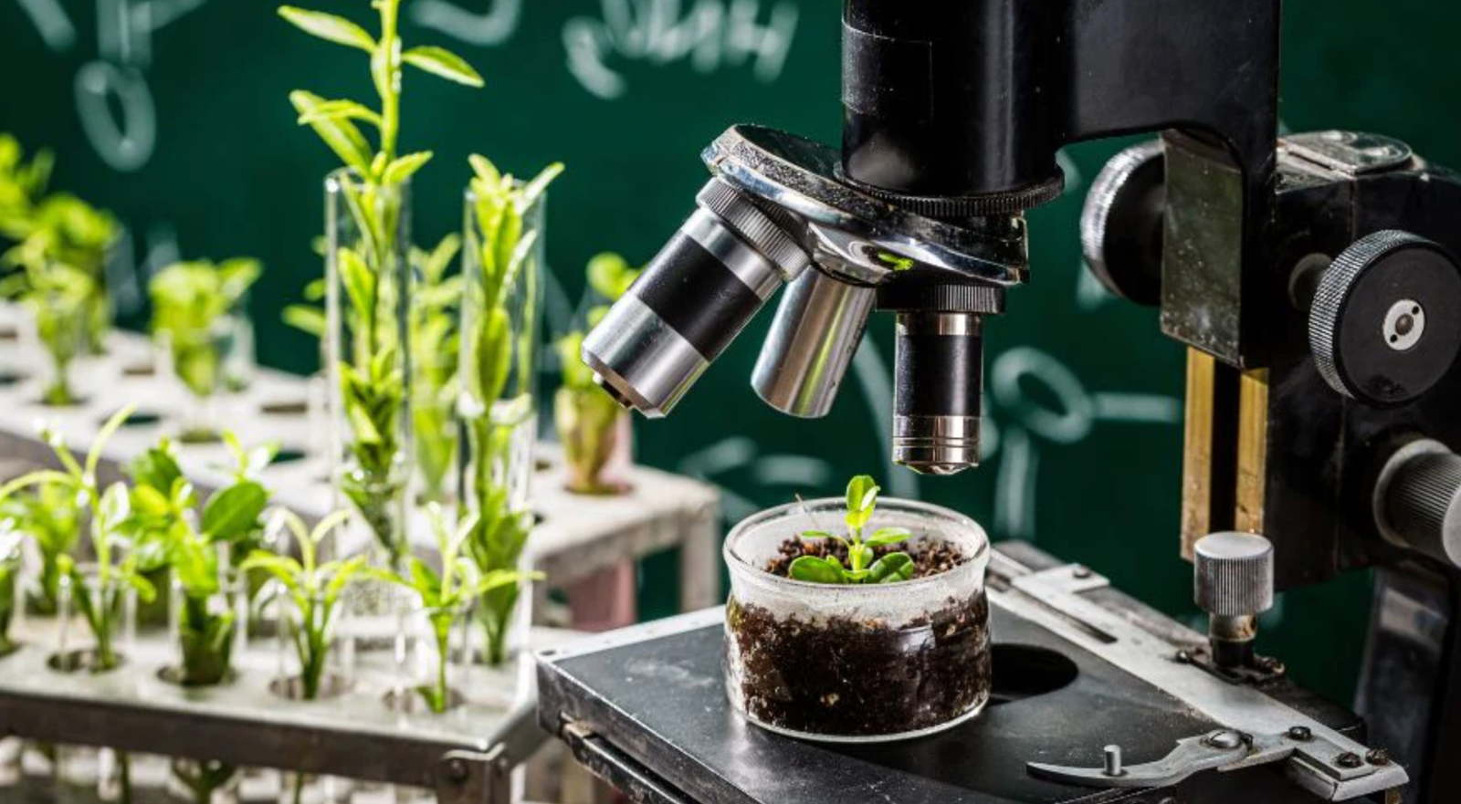 5 Fun Science Experiments to Try with WOWKIDS Microscopes
