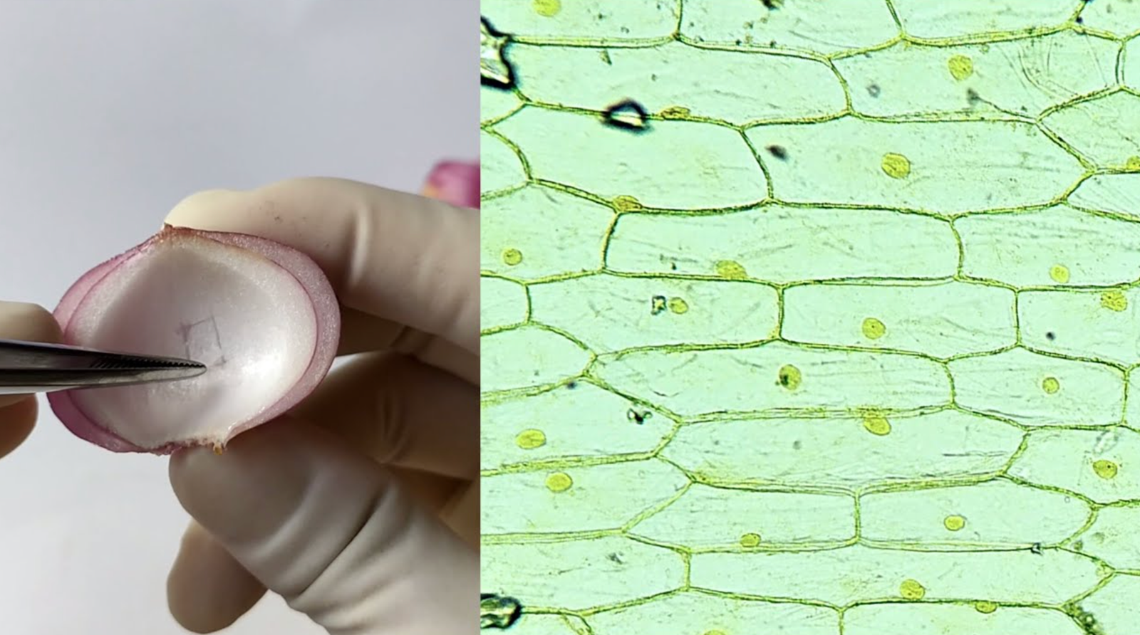 Observing Onion Cells